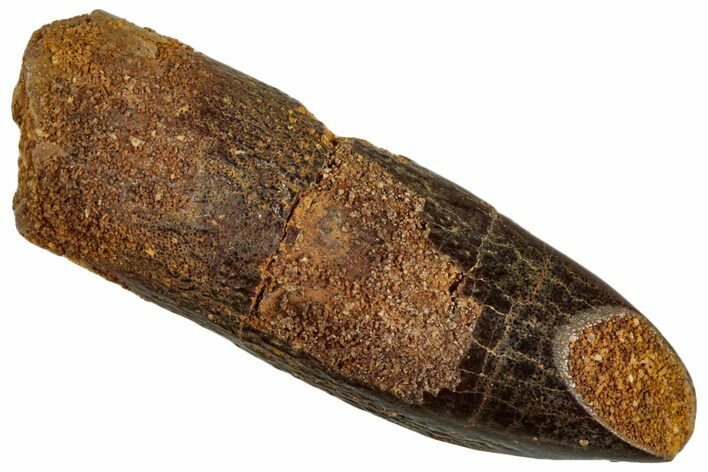 Fossil Sauropod Dinosaur (Titanosaur) Tooth - Morocco #293691
